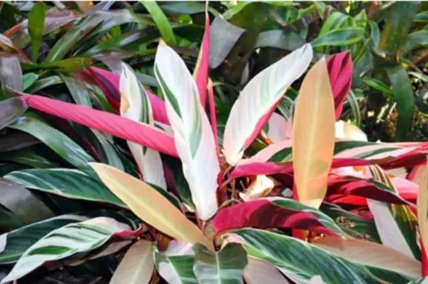Calathea_Triostar,_Stromanthe_Sanguinea_Triostar_?_Plant