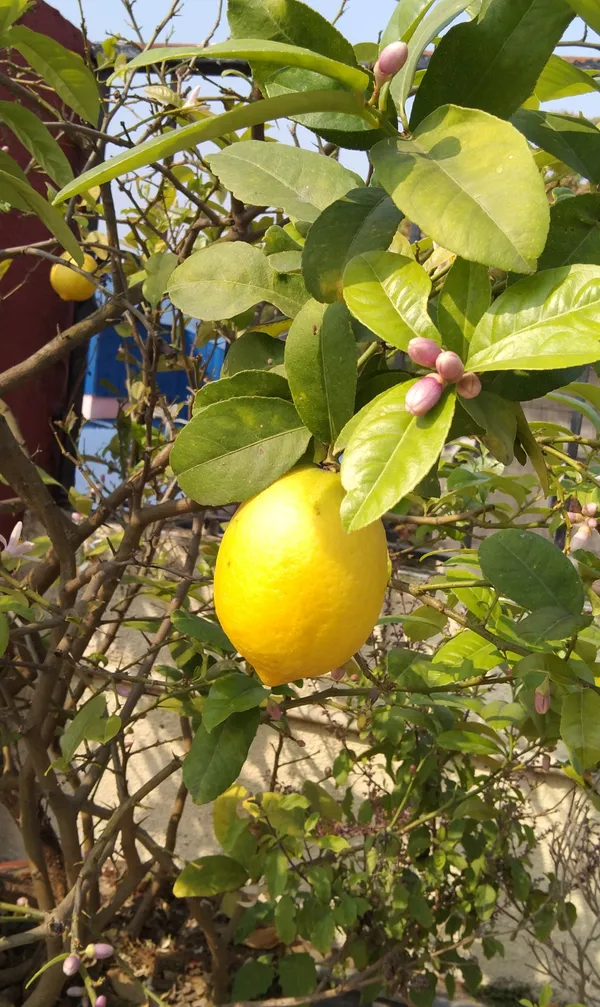Gandharaj_Nimbu_Plant_Hybrid