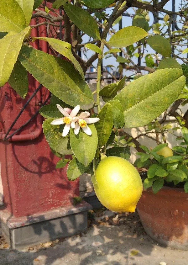 Gandharaj_Nimbu_Plant_Hybrid