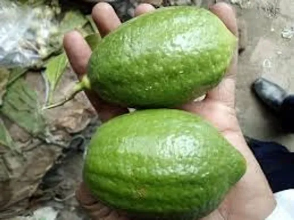 Gandharaj_Nimbu_Plant_Hybrid