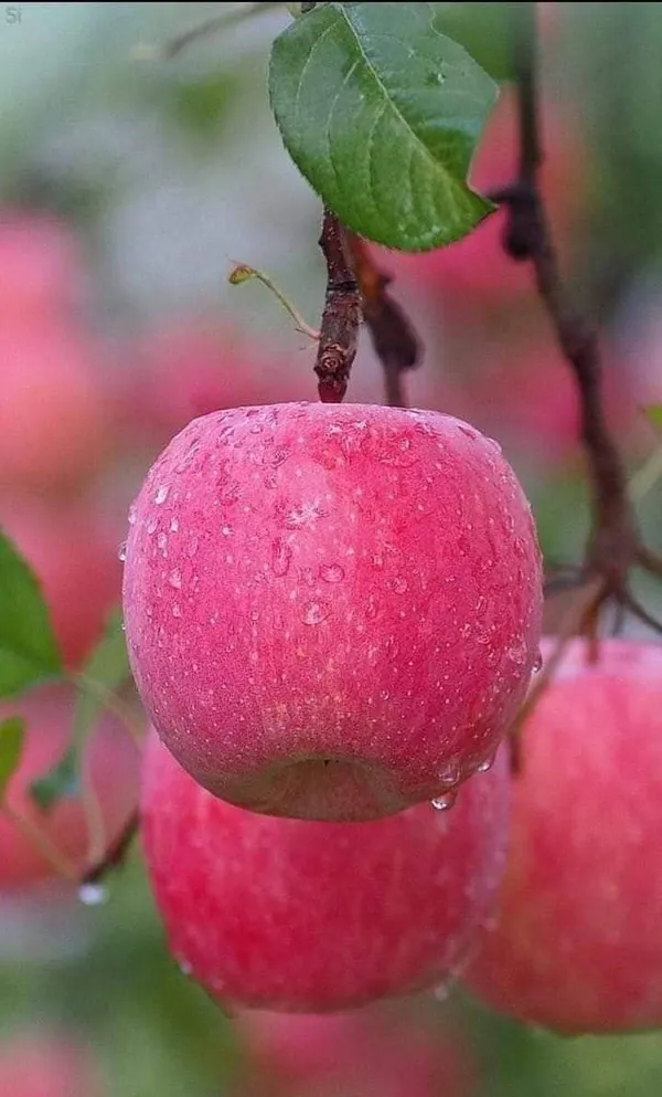 Apple_Plant_(Hrmn_99)_Grafted__Apple_Plant_Original_Variety