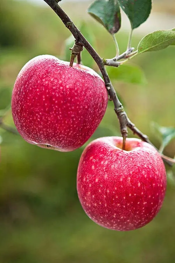 Apple_Plant_(Hrmn_99)_Grafted__Apple_Plant_Original_Variety