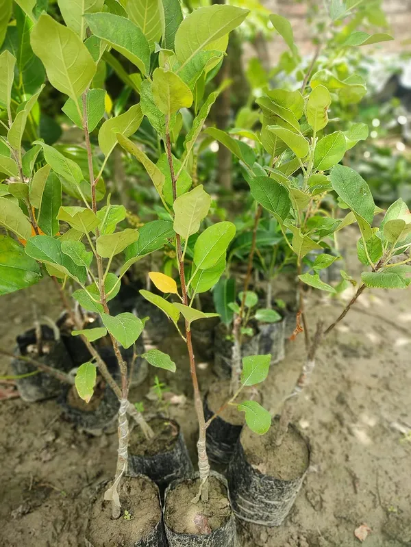 Apple_Plant_(Hrmn_99)_Grafted__Apple_Plant_Original_Variety