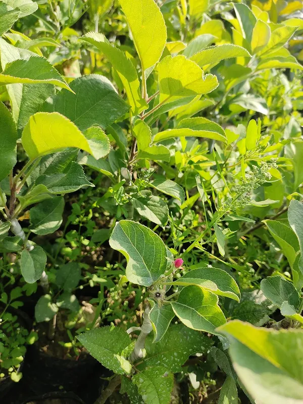 Apple_Plant_(Hrmn_99)_Grafted__Apple_Plant_Original_Variety