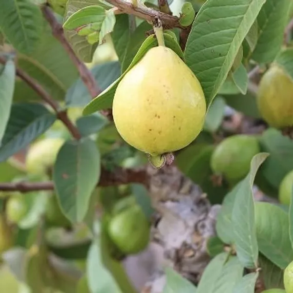Rare_Hybrid_Air_Layering_Guava_Plant_(China_White)