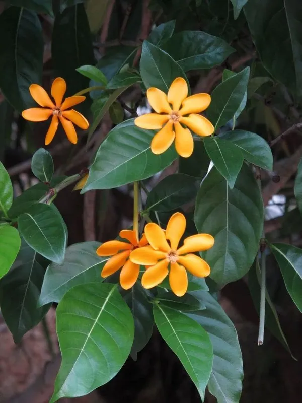 Golden_Gardenia_Sootepensis_Very_Beautiful__Plant_Yellow_Jasmine_Flower_Plant_Outdoor_Gardening_Bast_Flowers