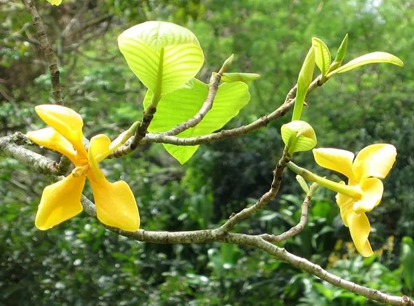 Golden_Gardenia_Sootepensis_Very_Beautiful__Plant_Yellow_Jasmine_Flower_Plant_Outdoor_Gardening_Bast_Flowers