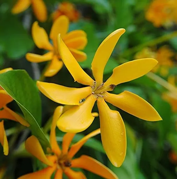 Golden_Gardenia_Sootepensis_Very_Beautiful__Plant_Yellow_Jasmine_Flower_Plant_Outdoor_Gardening_Bast_Flowers