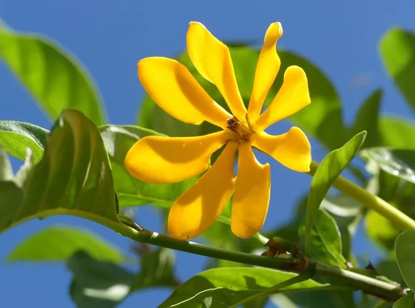 Golden_Gardenia_Sootepensis_Very_Beautiful__Plant_Yellow_Jasmine_Flower_Plant_Outdoor_Gardening_Bast_Flowers