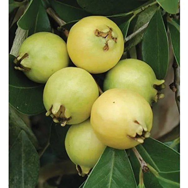 Gauva_Fruit_Dwarf_Lemon_Guava_Psidium_Littorale_Garden_Plants_Home_Plant(1_Healthy__Plant)