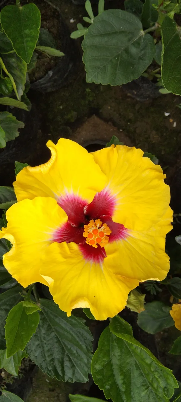 Yellow_Joba_Plant