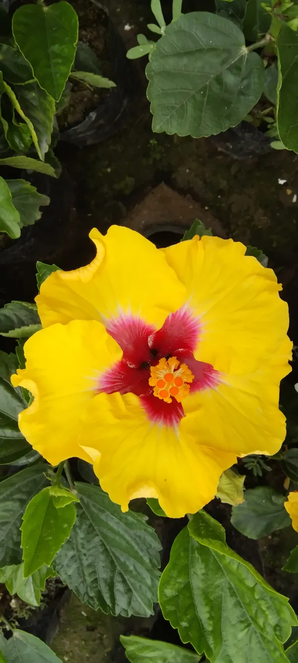 Yellow_Joba_Plant