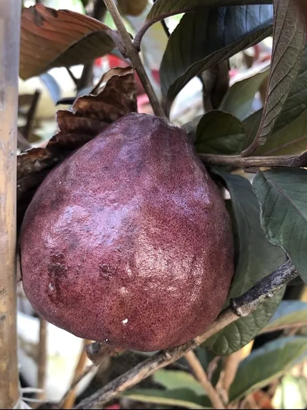 Rare__Thailand_Black_Guava/Amrud_Air-layered_Hybrid_Outdoor_Fruit_Plant_(1-1.5_Ft_Size)_Pack_of_1_Heathy__Plant_Thailand_Variety_CF_22
