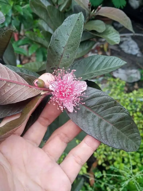 Rare__Thailand_Black_Guava/Amrud_Air-layered_Hybrid_Outdoor_Fruit_Plant_(1-1.5_Ft_Size)_Pack_of_1_Heathy__Plant_Thailand_Variety_CF_22