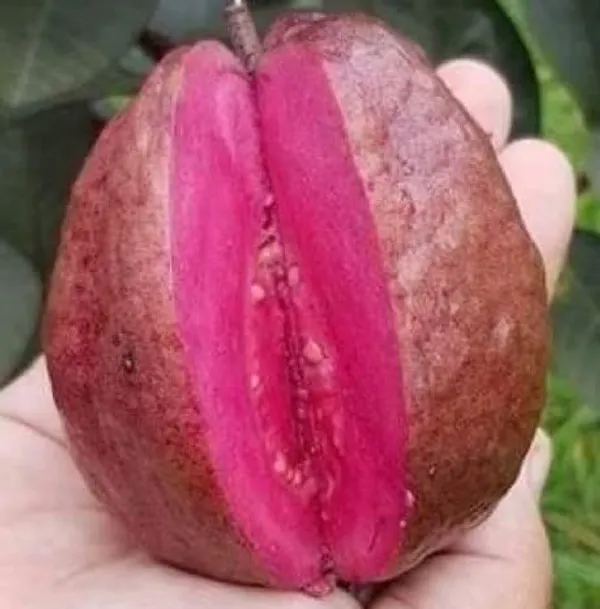 Rare__Thailand_Black_Guava/Amrud_Air-layered_Hybrid_Outdoor_Fruit_Plant_(1-1.5_Ft_Size)_Pack_of_1_Heathy__Plant_Thailand_Variety_CF_22