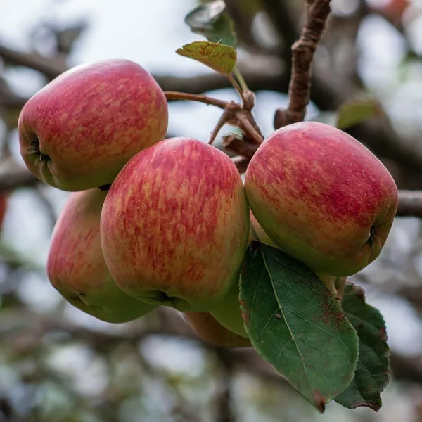 Anna_Apple_Grafted_Hybrid_Fruit__Plant_For_Home_Gardening_Indoor_Outdoor_Apple_Fruit__Plants
