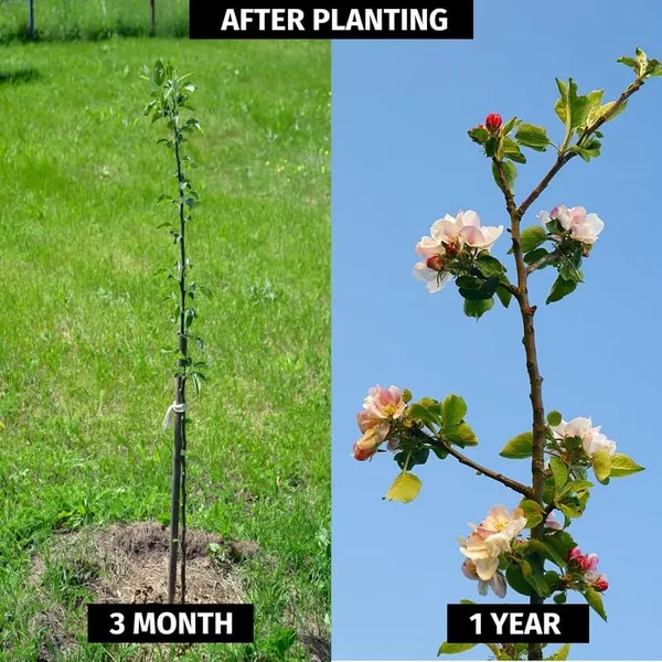 Anna_Apple_Grafted_Hybrid_Fruit__Plant_For_Home_Gardening_Indoor_Outdoor_Apple_Fruit__Plants