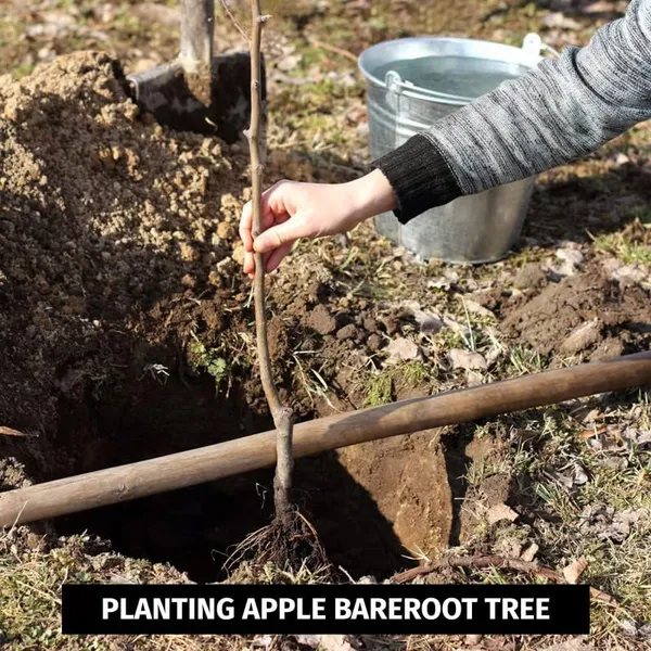 Anna_Apple_Grafted_Hybrid_Fruit__Plant_For_Home_Gardening_Indoor_Outdoor_Apple_Fruit__Plants
