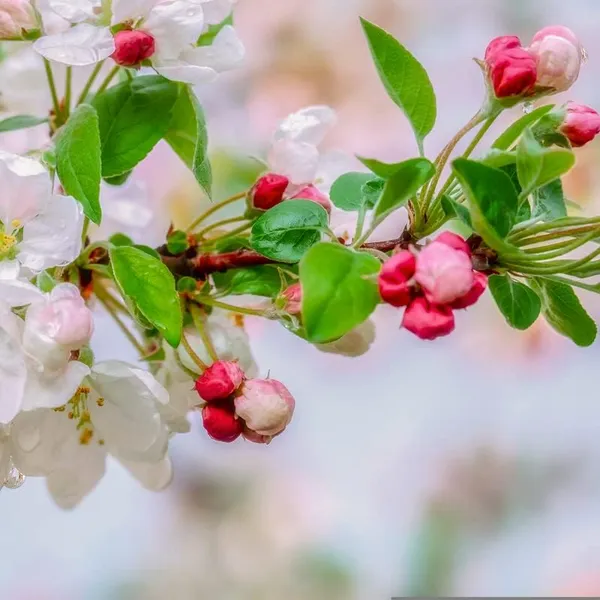 Anna_Apple_Grafted_Hybrid_Fruit__Plant_For_Home_Gardening_Indoor_Outdoor_Apple_Fruit__Plants