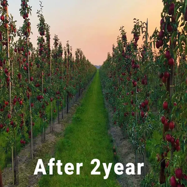 Anna_Apple_Grafted_Hybrid_Fruit__Plant_For_Home_Gardening_Indoor_Outdoor_Apple_Fruit__Plants