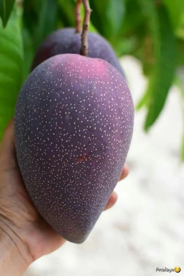 Black_Stone_Mango_Plant_Original_Grafted"