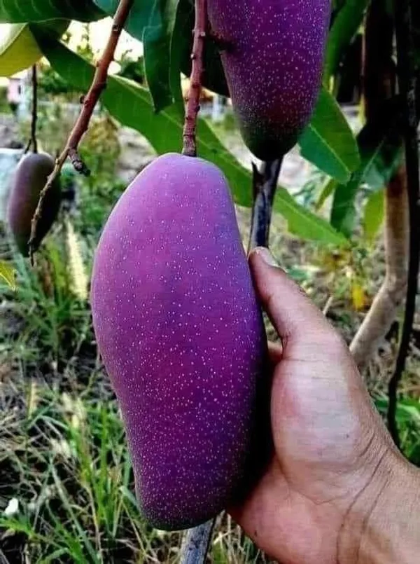 Black_Stone_Mango_Plant_Original_Grafted"