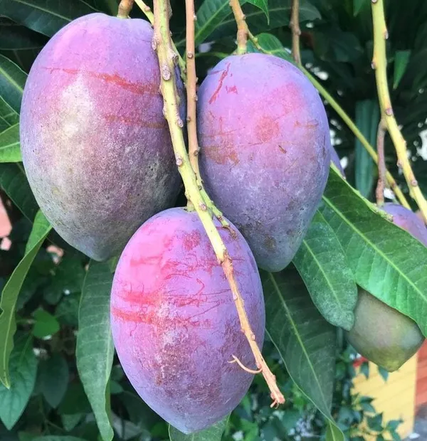 Black_Stone_Mango_Plant_Original_Grafted"