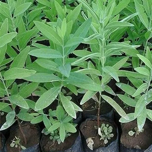 White_Sandalwood_Santalum_Album_Chandan_Tree_Seedling_Plant_(1_Healthy__Plant)