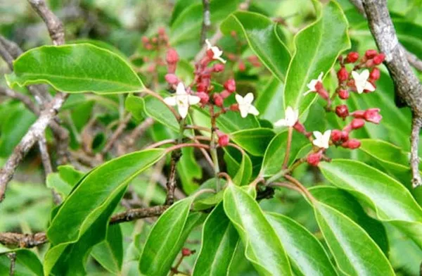 White_Sandalwood_Santalum_Album_Chandan_Tree_Seedling_Plant_(1_Healthy__Plant)