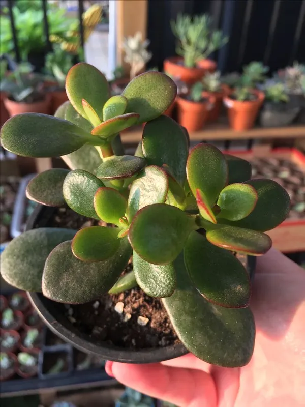 Crassula_Ovata_Helthy__Plant_For_House_And_Office