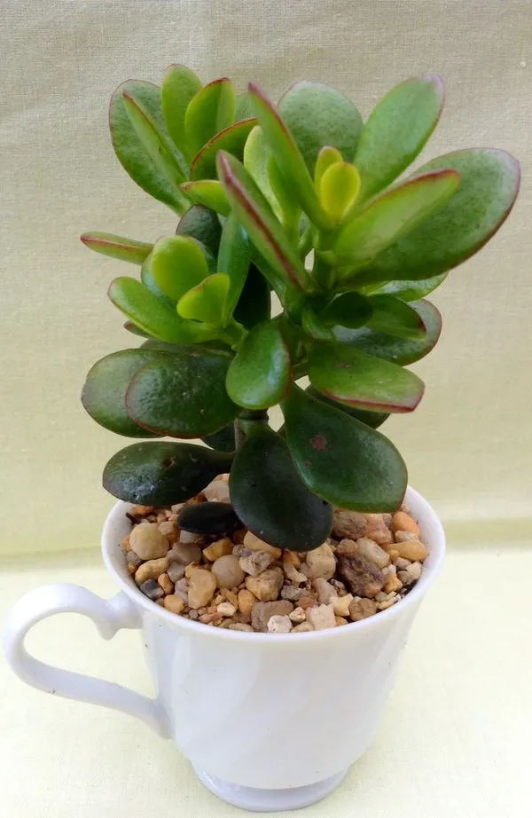 Crassula_Ovata_Helthy__Plant_For_House_And_Office