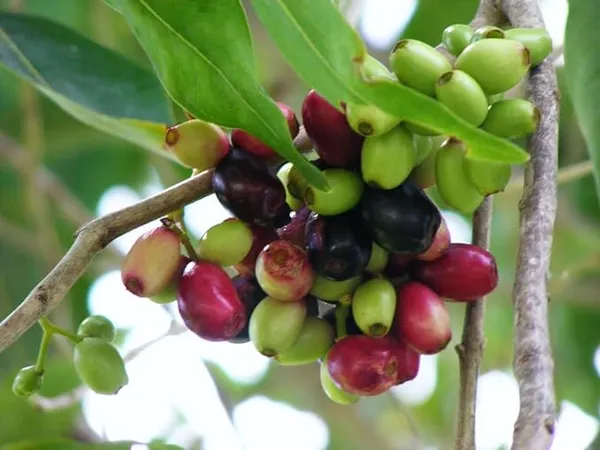 Seedless_Black_Jamun_Jambolan_Jam_Grafted_Fruit__Plant