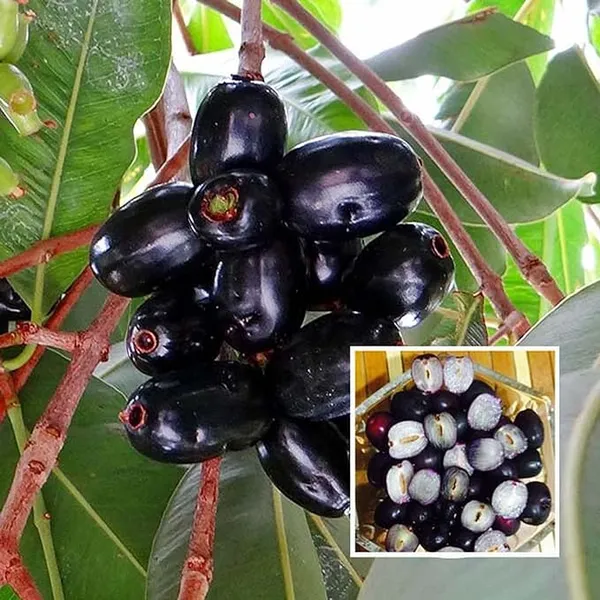 Seedless_Black_Jamun_Jambolan_Jam_Grafted_Fruit__Plant
