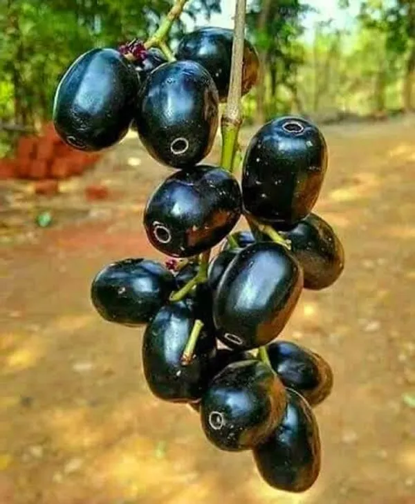 Seedless_Black_Jamun_Jambolan_Jam_Grafted_Fruit__Plant