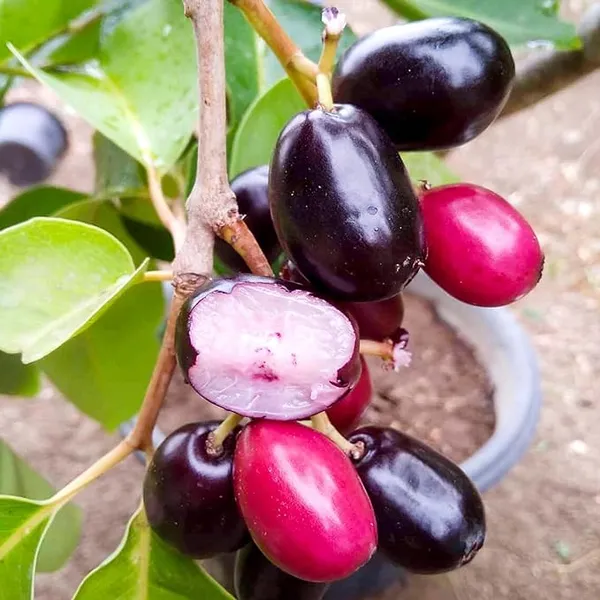 Seedless_Black_Jamun_Jambolan_Jam_Grafted_Fruit__Plant