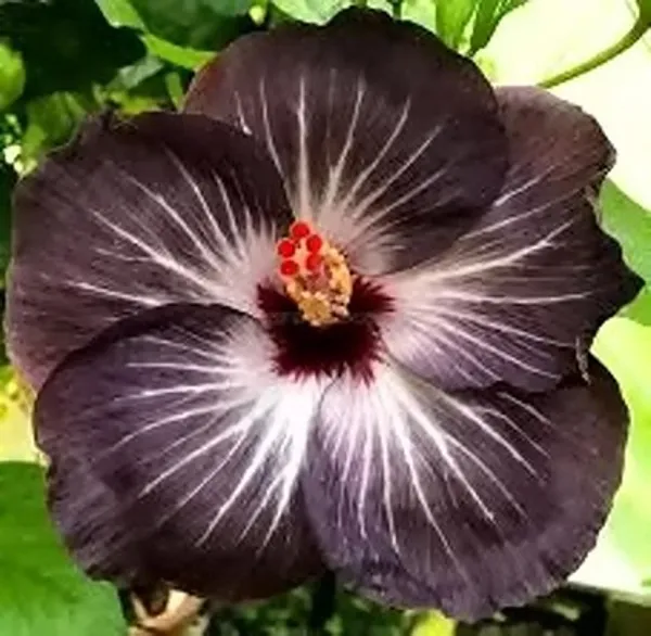 Hibiscus_Plantjoba_Plantblack_Hibiscus_Plant_(Joba)