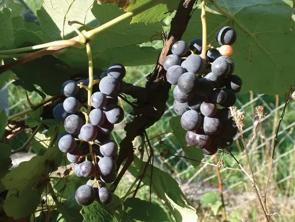 Grapes_Black_Seedless_Variety_Angoor_Fruit_(Cutting/Grafted)__Plants
