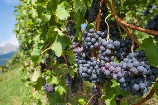 Grapes_Black_Seedless_Variety_Angoor_Fruit_(Cutting/Grafted)__Plants