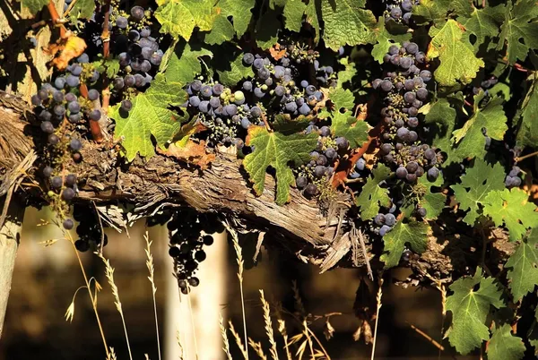 Grapes_Black_Seedless_Variety_Angoor_Fruit_(Cutting/Grafted)__Plants