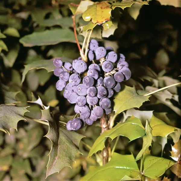Grapes_Black_Seedless_Variety_Angoor_Fruit_(Cutting/Grafted)__Plants