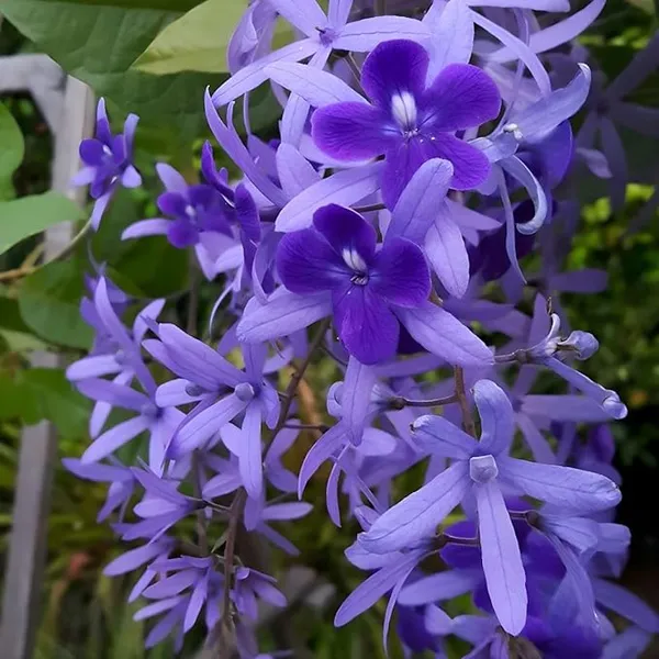 Ilmoni_Lata_Flower__Plant_Petrea_Volubilis_Vine_Purple_Wealth_Creeper_Sand_Paper_Vine