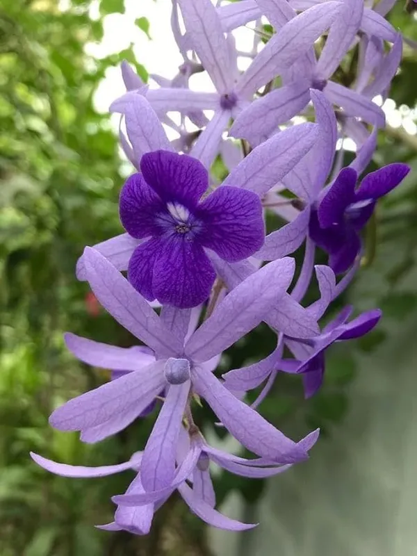 Ilmoni_Lata_Flower__Plant_Petrea_Volubilis_Vine_Purple_Wealth_Creeper_Sand_Paper_Vine