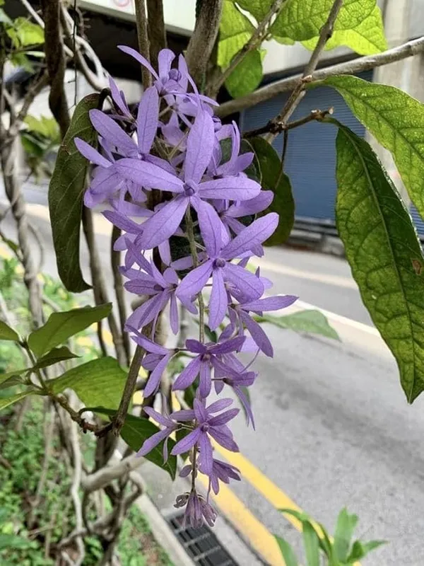 Ilmoni_Lata_Flower__Plant_Petrea_Volubilis_Vine_Purple_Wealth_Creeper_Sand_Paper_Vine