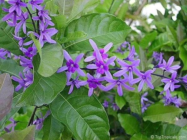 Ilmoni_Lata_Flower__Plant_Petrea_Volubilis_Vine_Purple_Wealth_Creeper_Sand_Paper_Vine