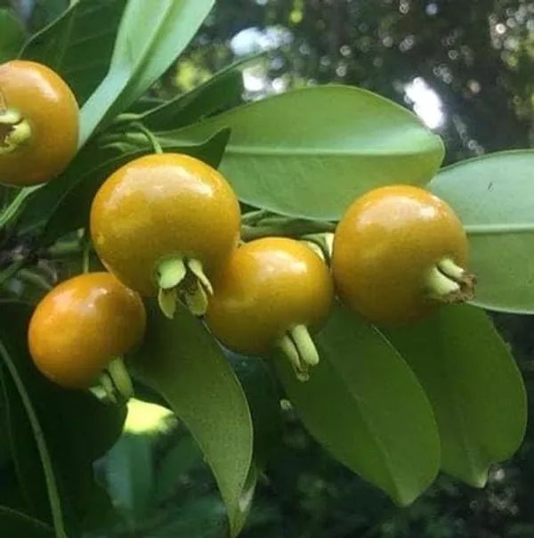 Gauva_Fruit_Dwarf_Lemon_Guava_Psidium_Littorale_Garden_Plants_Home_Plant(1_Healthy__Plant)