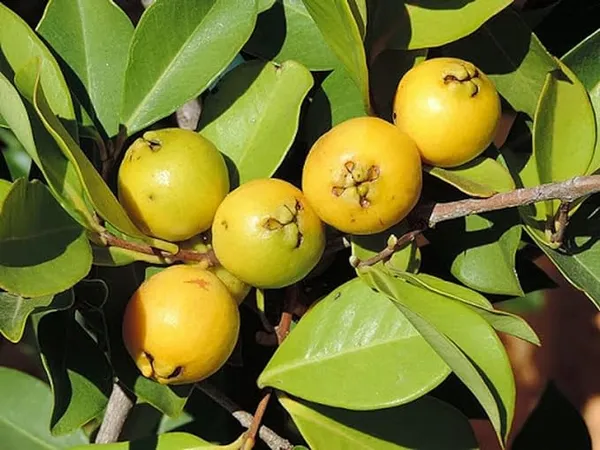 Gauva_Fruit_Dwarf_Lemon_Guava_Psidium_Littorale_Garden_Plants_Home_Plant(1_Healthy__Plant)