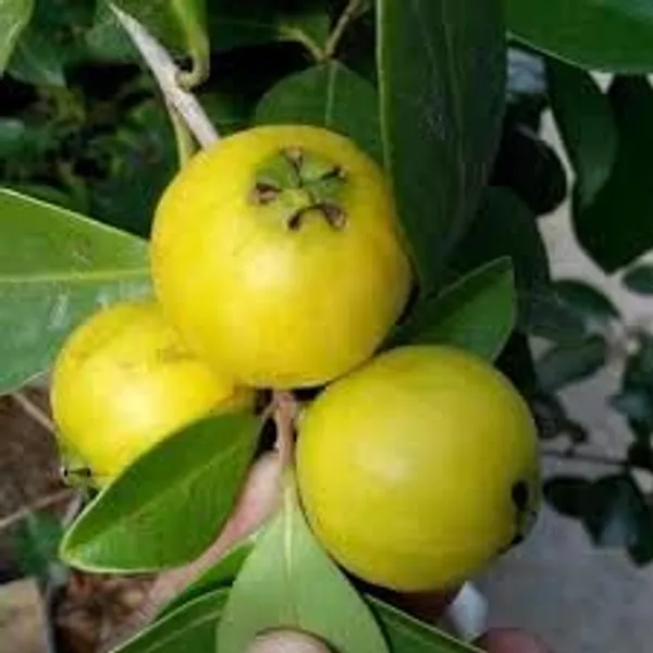 Gauva_Fruit_Dwarf_Lemon_Guava_Psidium_Littorale_Garden_Plants_Home_Plant(1_Healthy__Plant)