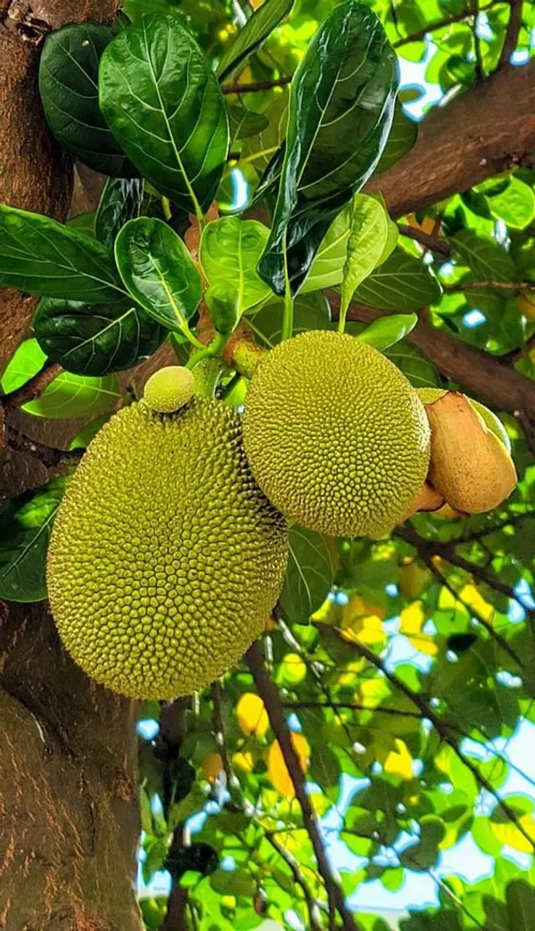 Jackfruit_Plant_Bengal_Barities