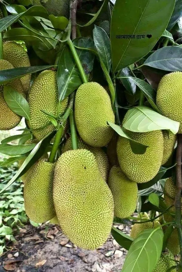 Jackfruit_Plant_Bengal_Barities