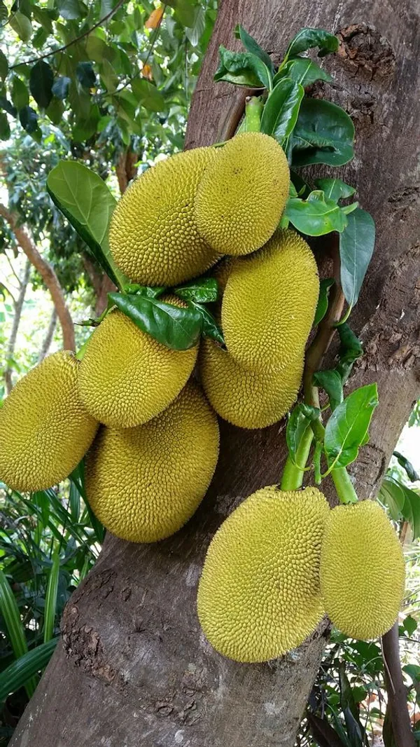 Jackfruit_Plant_Bengal_Barities